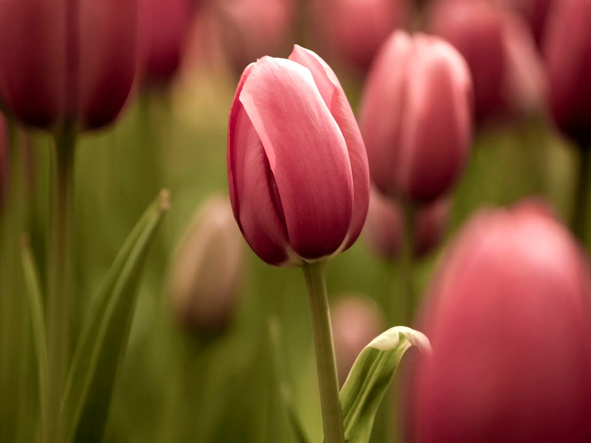 比特幣急漲，會成為鬱金香泡沫嗎？ - VECTOR COOL 威得數位行銷